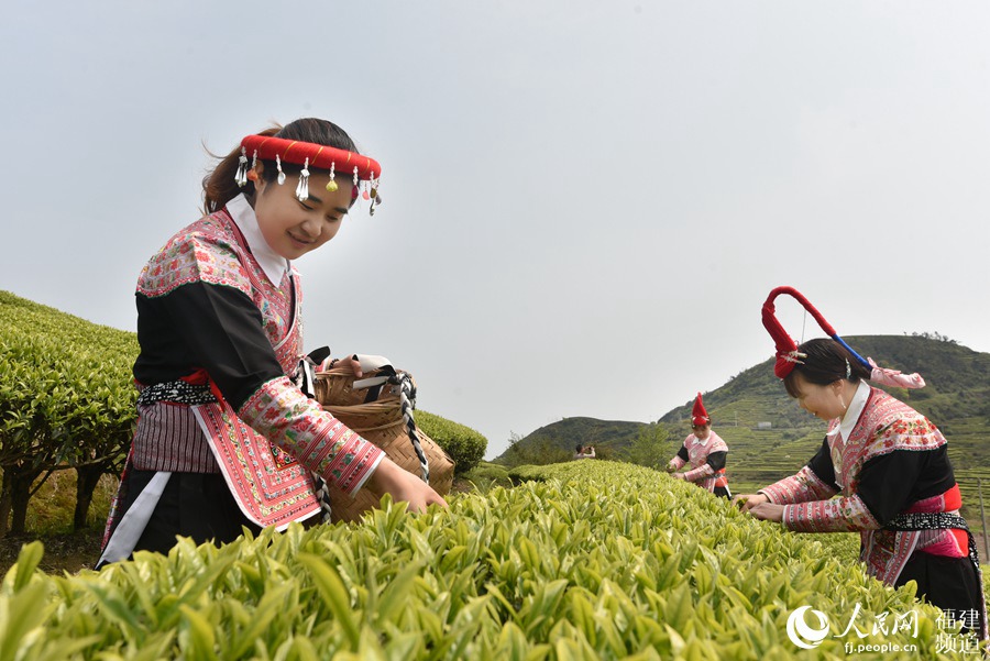 福建省連江縣長(zhǎng)龍鎮(zhèn)畬族村民在茶園采摘茶青。 余杉芳攝