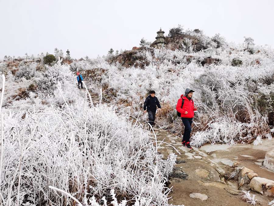 寧德福安白云山出現(xiàn)霧凇冰掛景觀。何家進攝