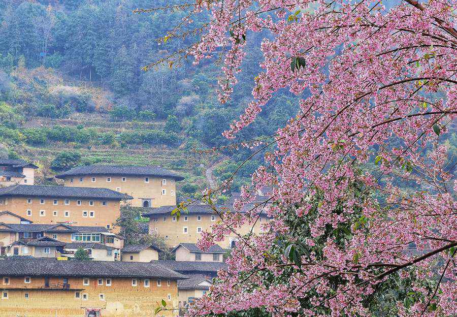 冬日，在福建土樓標志性建筑——南靖田螺坑土樓群，成片櫻花綻放，美不勝收。馮木波攝