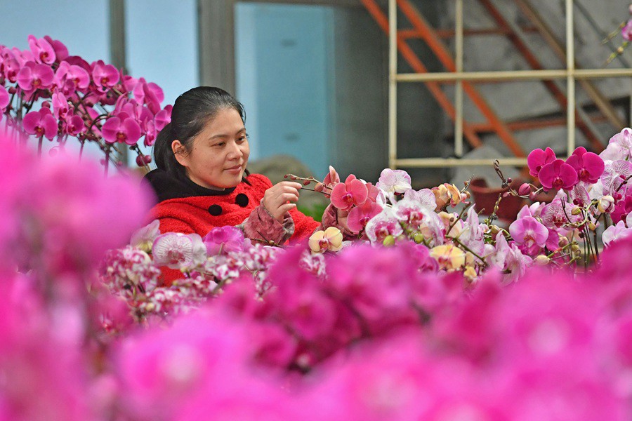 農(nóng)歷臘八，泉州市泉港區(qū)的花卉基地里，百花爭艷，年味漸濃。泉港區(qū)融媒體中心供圖