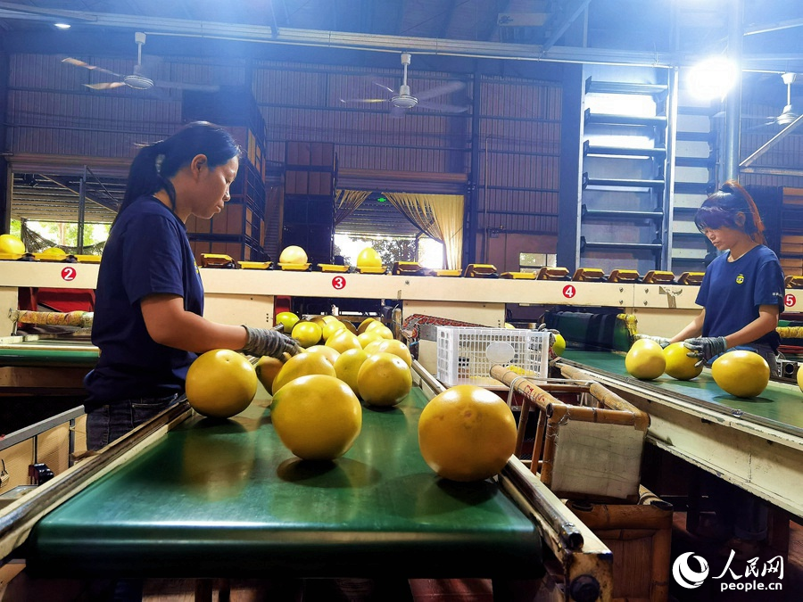 在漳州平和一家蜜柚企業(yè)，工人們?cè)跈z查蜜柚的品質(zhì)。人民網(wǎng) 蘇海森攝