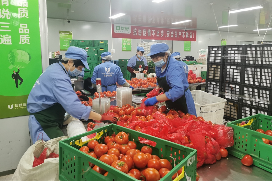 蔬菜生產(chǎn)車間內(nèi)，工人對番茄進行挑揀分裝。劉曉宇攝