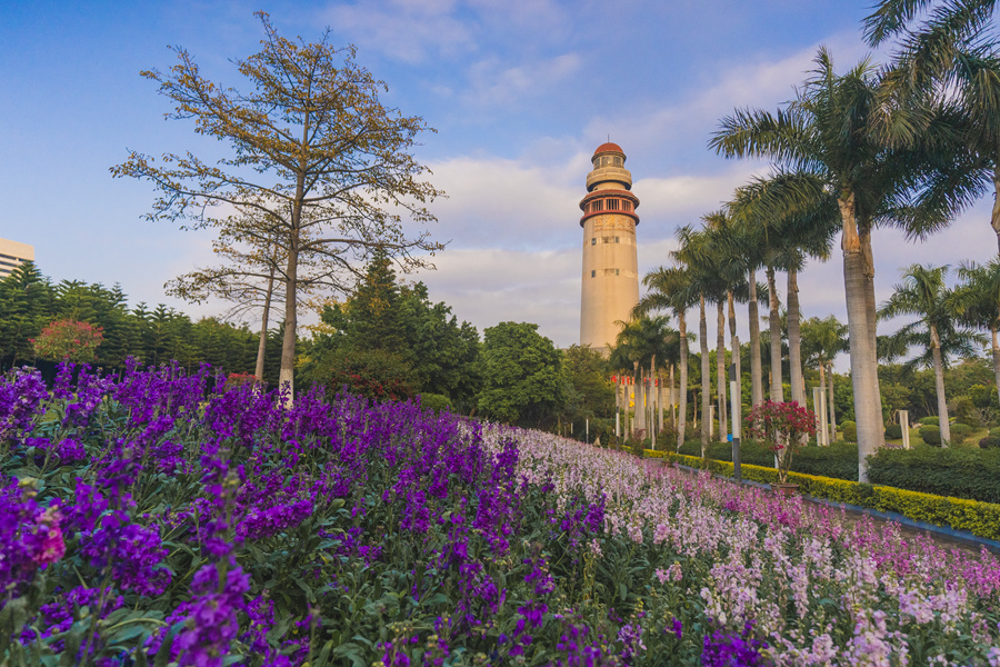 廈門市湖里區(qū)燈塔公園內(nèi)，紫羅蘭花朵成串綻放。許秋珩攝