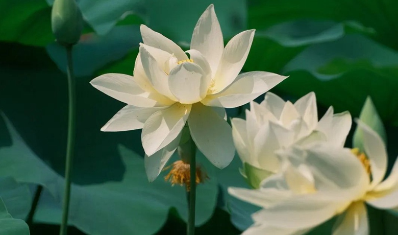 如何概括福州人的夏天？