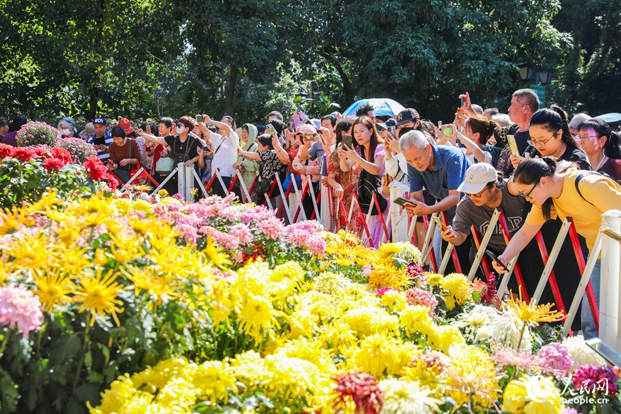 福州西湖金秋菊花展吸引市民及游客踏秋賞菊。人民網(wǎng)記者 焦艷攝