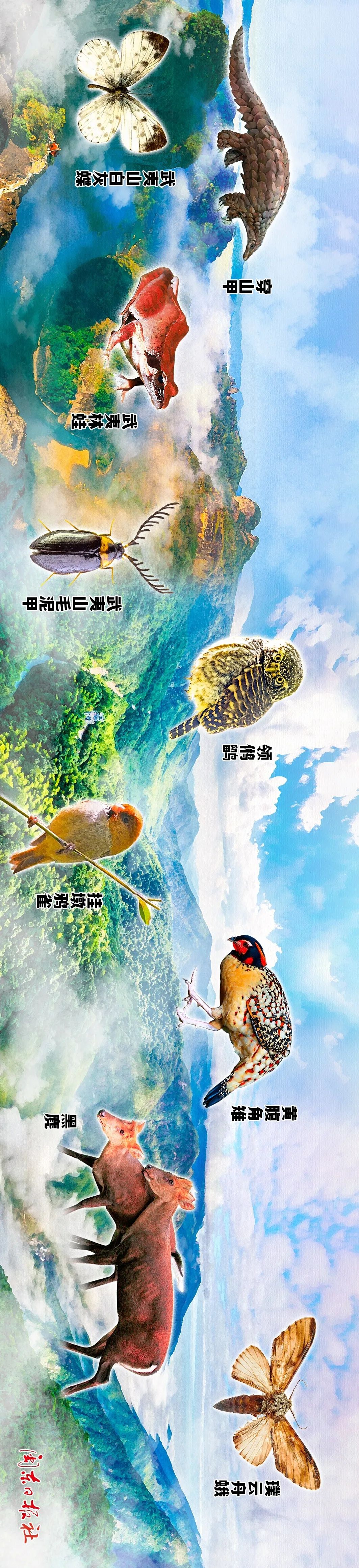 武夷山是世界著名的生物模式標(biāo)本產(chǎn)地。