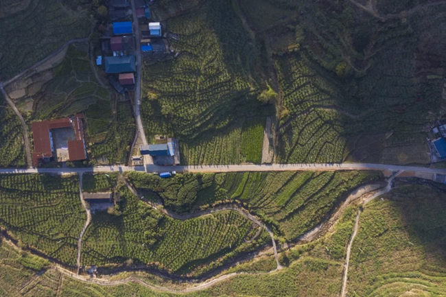 漠源鄉(xiāng)西柚基地。將樂縣農(nóng)業(yè)農(nóng)村局供圖