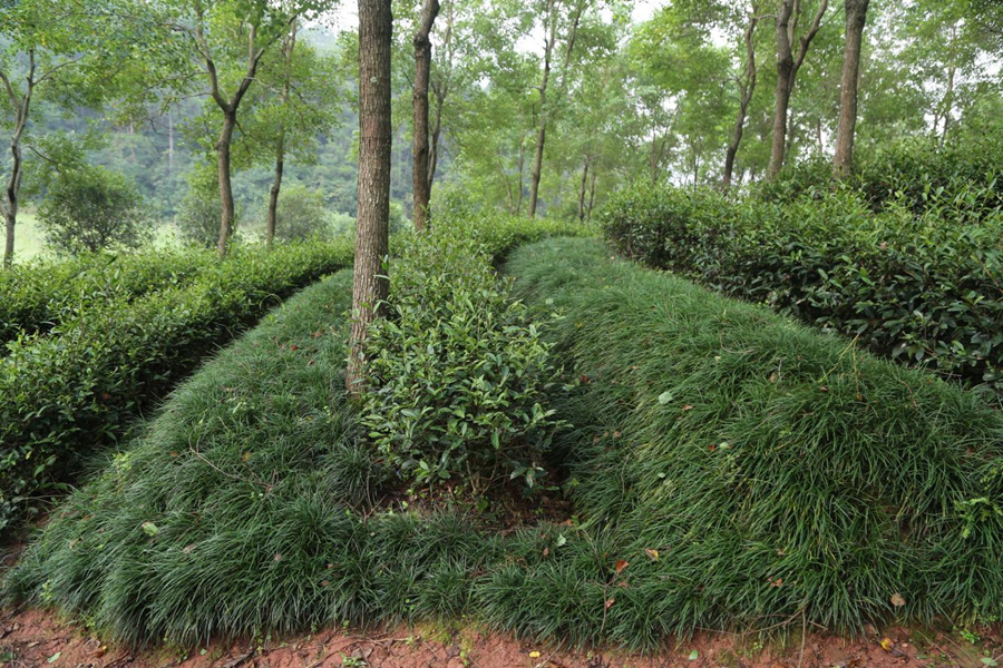 武夷學院茶園梯壁種植麥冬草。張見明攝
