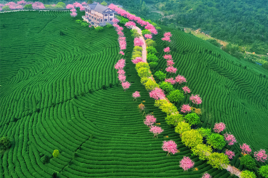 漳平永福櫻花茶園（資料圖）。陳秀容攝