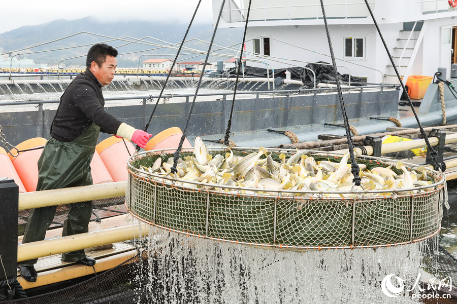 養(yǎng)殖工人正在將大黃魚打撈上秤。人民網(wǎng) 陳永整攝