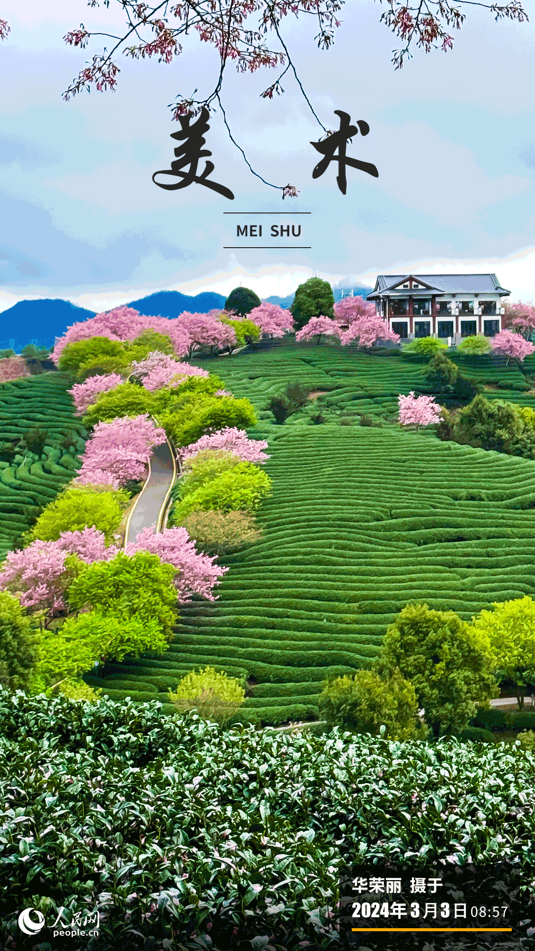 龍巖漳平市永福鎮(zhèn)又迎來了一年一度櫻花盛開季，數(shù)十萬株櫻花在春風吹拂下漸次綻放，構(gòu)成了一幅春意盎然的多彩畫卷。