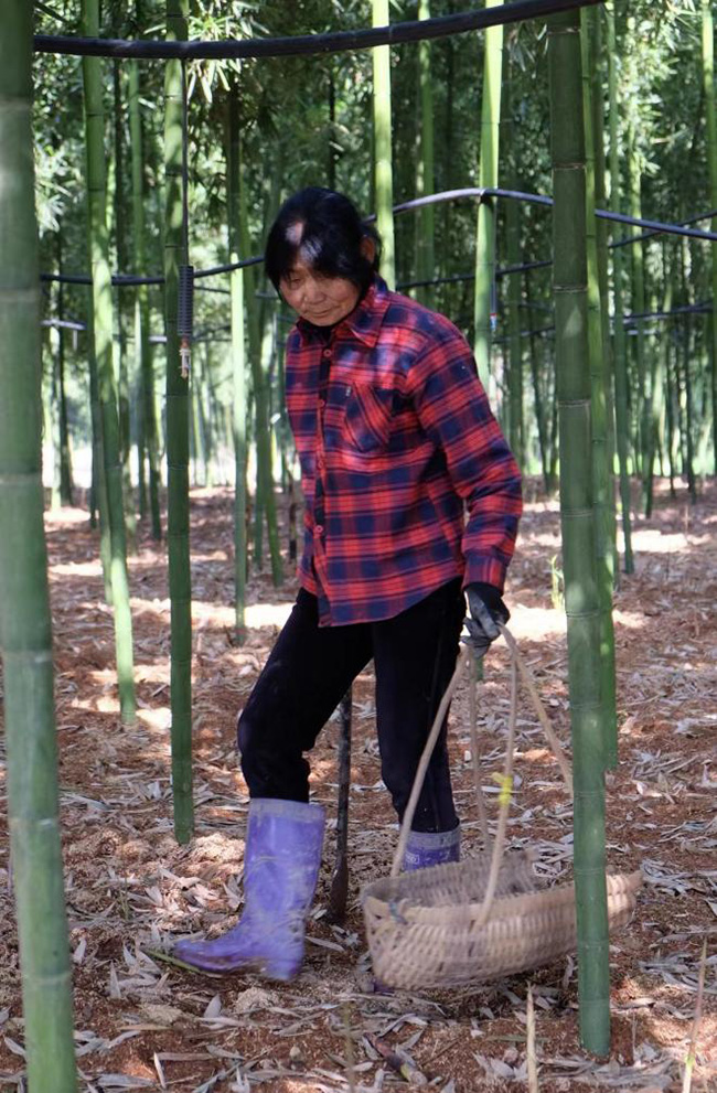 筍農(nóng)在井岐村筍基地采摘雷筍。陳夢凡攝
