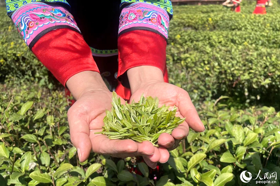 身著畬族服飾的采茶女展示采摘的茶葉。人民網記者 林盈攝