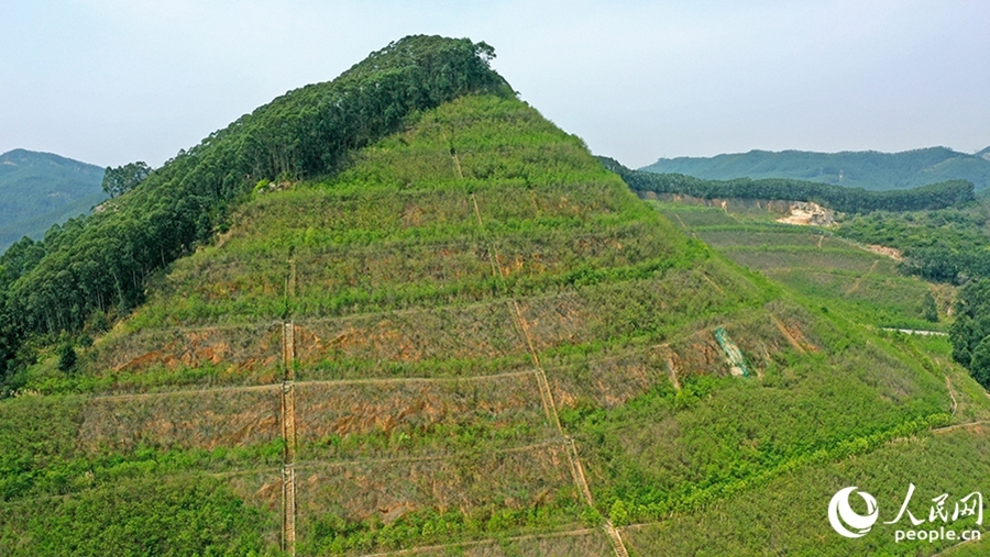 漳州臺(tái)商投資區(qū)獅山-周福廢棄礦山采取分級(jí)削坡等修復(fù)整治后，綠意盎然。人民網(wǎng) 李昌乾攝