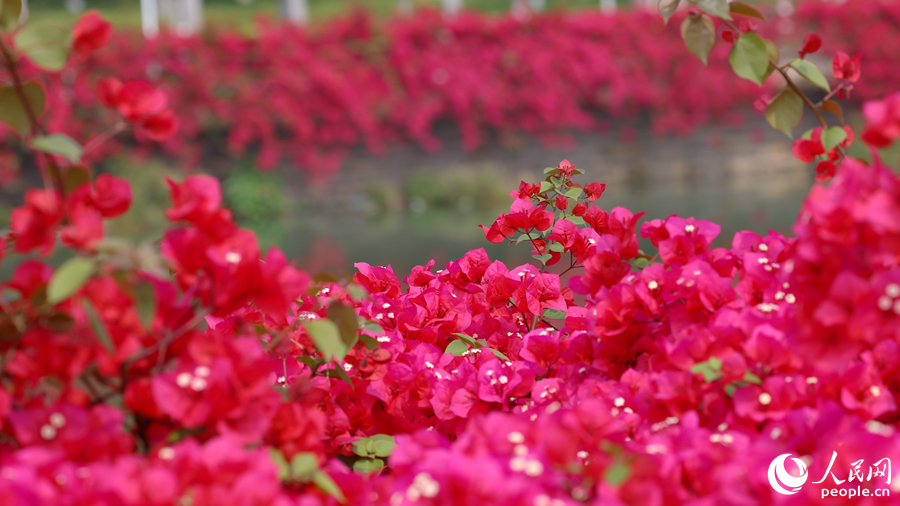 月美池四周花紅水綠美如畫。人民網(wǎng)記者 陳博攝