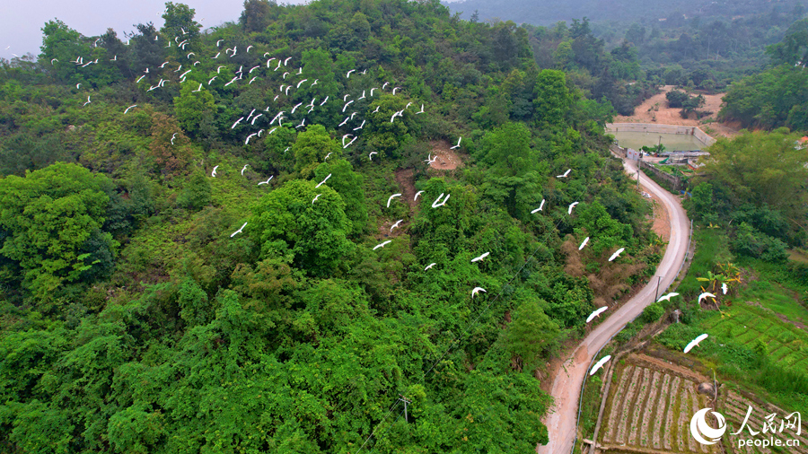 成群鷺鳥從山林中飛向農(nóng)田。人民網(wǎng)記者 陳博攝
