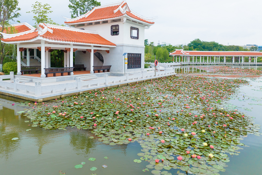 馬鑾灣雙溪濕地公園的睡蓮種植面積達(dá)3600平方米。許秋珩攝