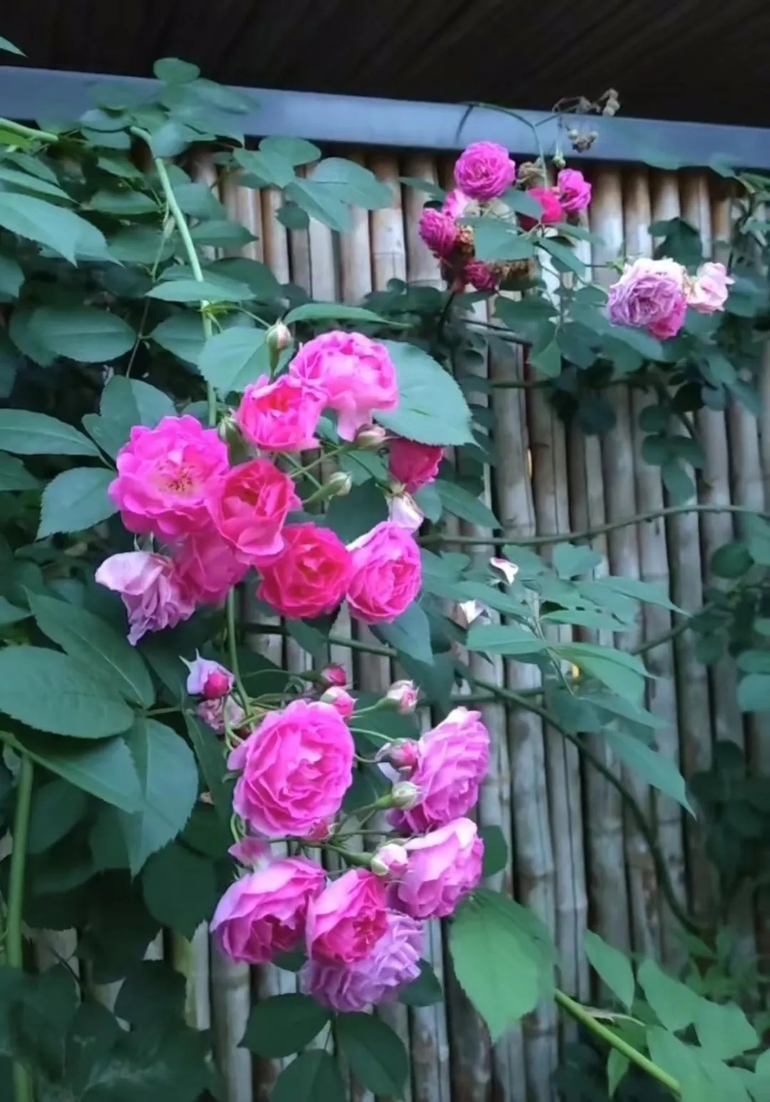 花花世界景區(qū)。在這里，可以與盛開的花朵“撞個(gè)滿懷”。