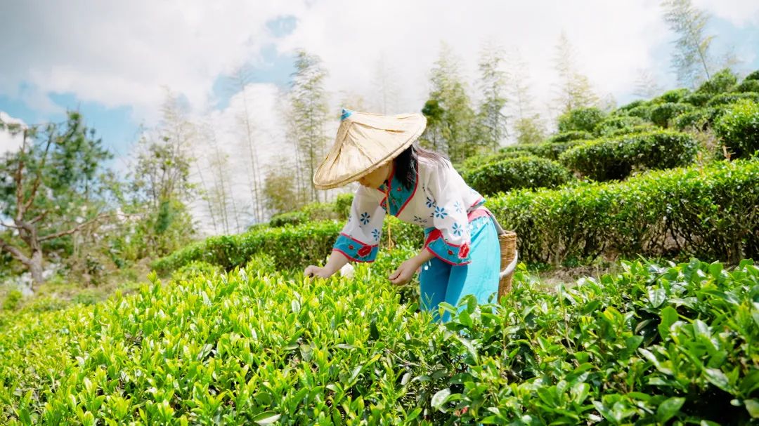 江山斜背茶制茶歷史悠久。