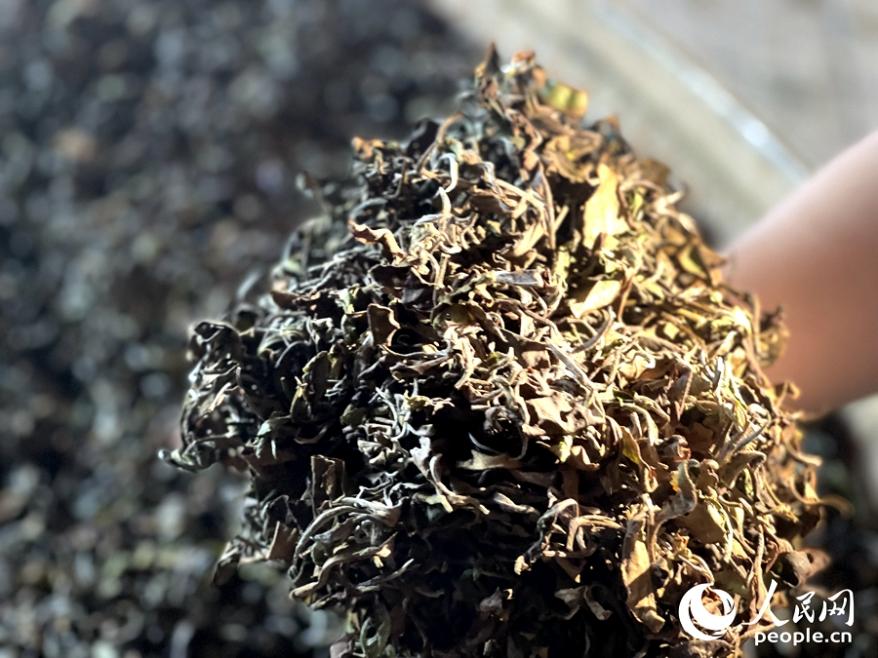 大田美人茶制作工藝在六大茶類中最繁雜、最講究，須手工采摘“一芽一、二葉”之嫩茶，經(jīng)“萎凋、涼青、做青、發(fā)酵、殺青、回潤、揉捻、烘干”等工序精制。人民網(wǎng)記者 陳藍(lán)燕攝