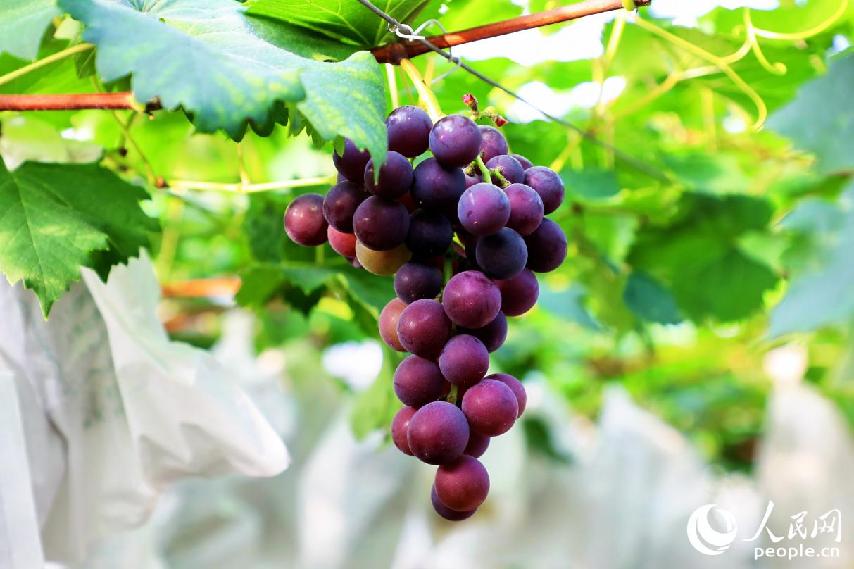 7月31日，鳳陽鎮(zhèn)里的晚熟葡萄處于轉(zhuǎn)色期。人民網(wǎng) 李唯一攝