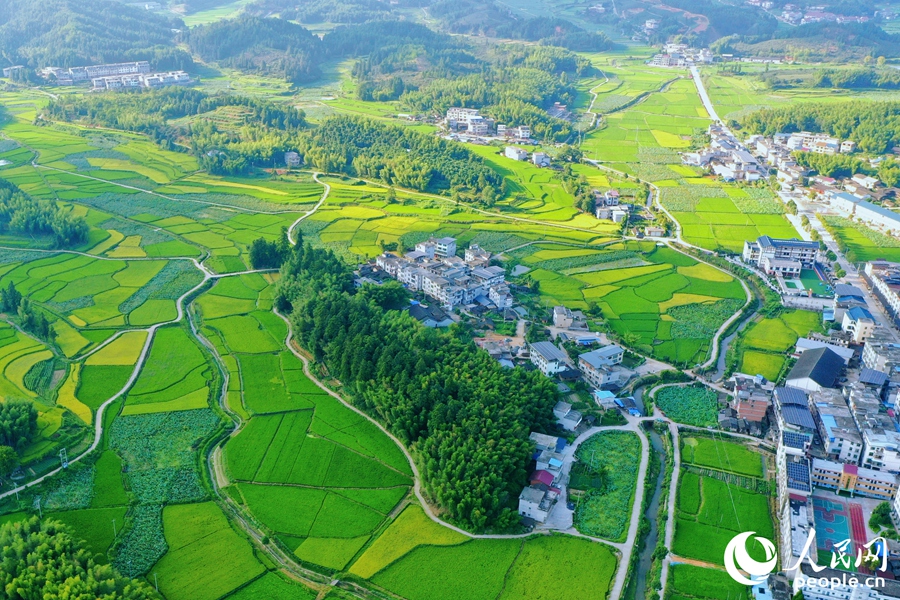 河龍貢米產業(yè)發(fā)展助力鄉(xiāng)村振興。人民網 李唯一攝