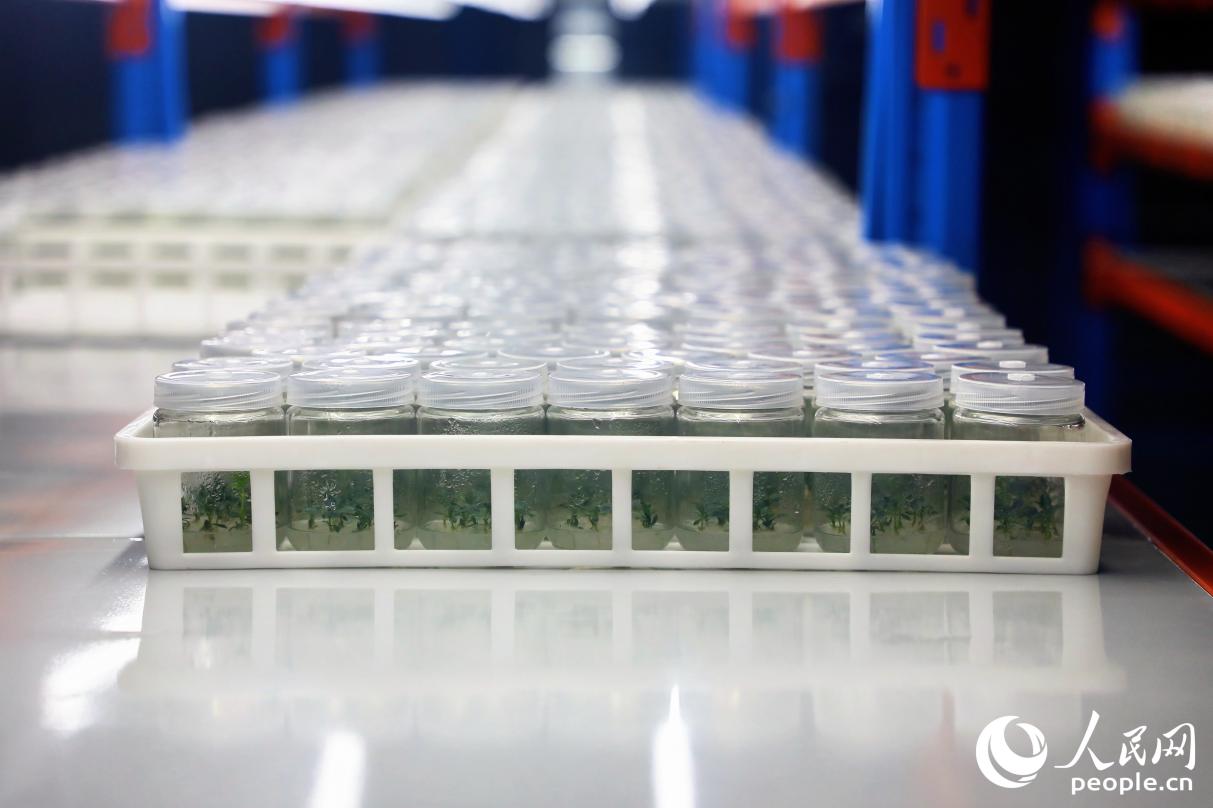 柘榮縣的太子參植物工廠。人民網(wǎng) 李唯一攝