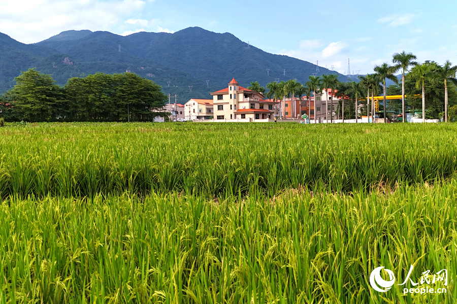田頭村600余畝晚稻陸續(xù)出穗。人民網(wǎng)記者 陳博攝
