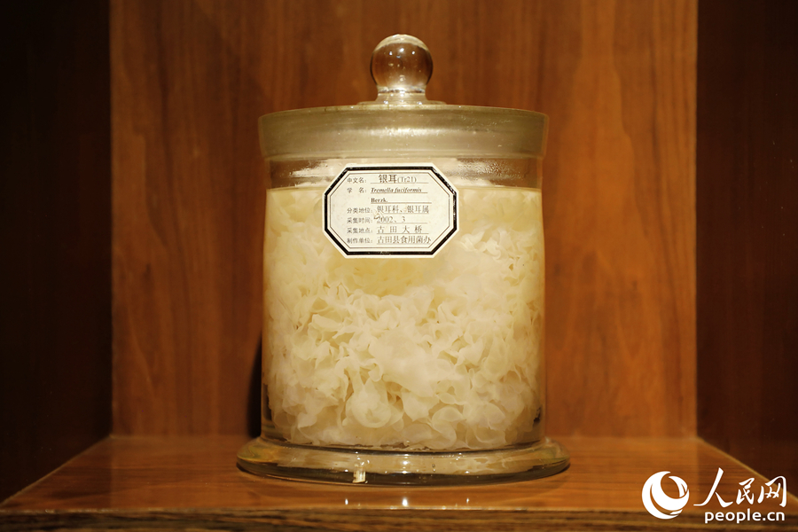 “中國·古田食用菌博物館”內(nèi)展出的古田銀耳。人民網(wǎng) 李唯一攝