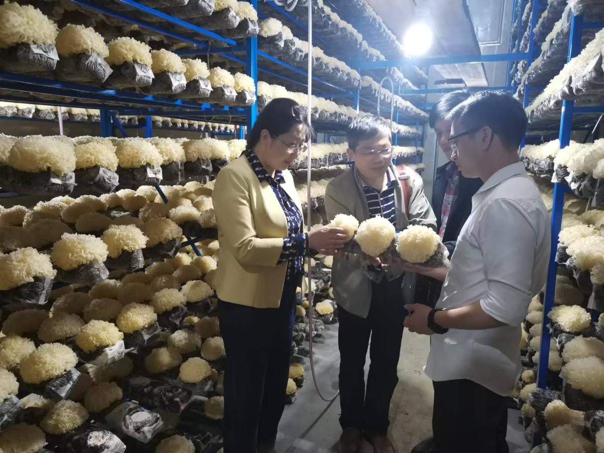 福建農(nóng)林大學（古田）菌業(yè)研究院研發(fā)人員在工作中，左一為孫淑靜。受訪者供圖