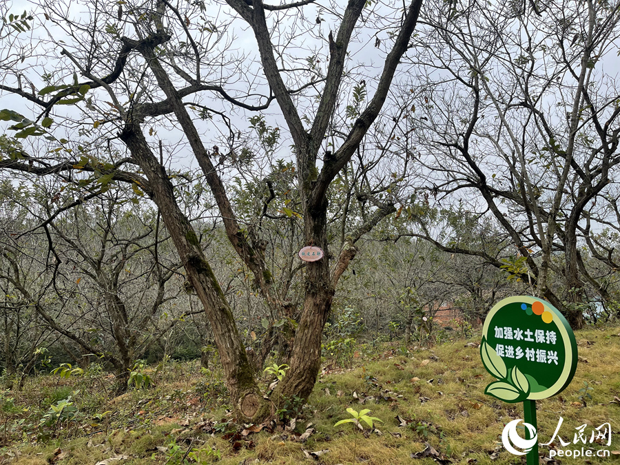 位于河田鎮(zhèn)的千畝板栗示范基地。人民網(wǎng) 謝星宇攝
