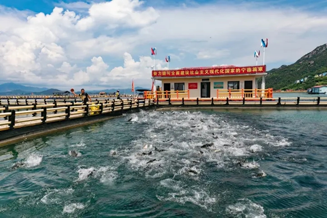蕉城區(qū)三都鎮(zhèn)白基灣海域養(yǎng)殖基地，工人在投放餌料。鄭霄攝