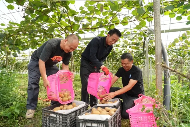 蕉城區(qū)虎貝鎮(zhèn)獼猴桃豐收。陳容攝