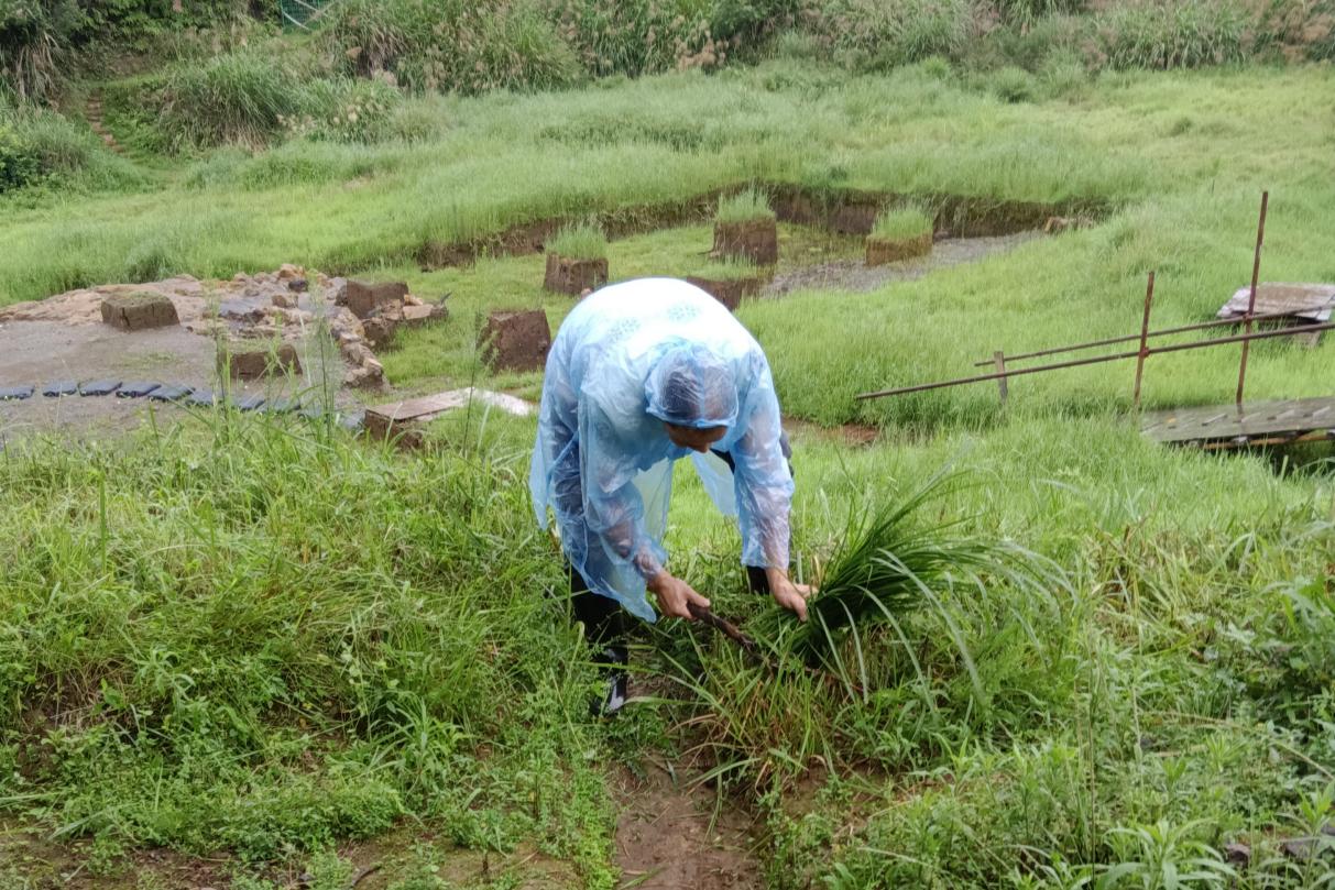 雨天，余莊林在冶鐵遺址忙碌。受訪者供圖