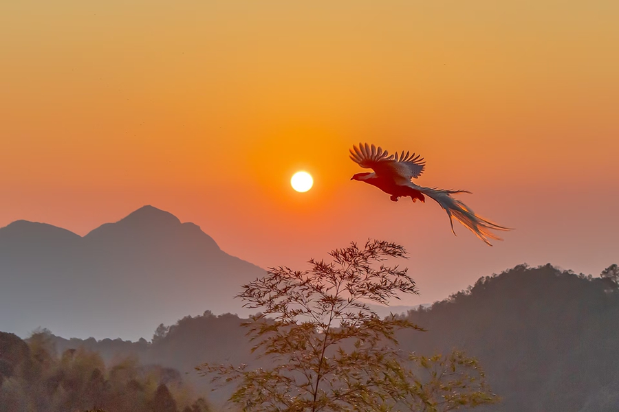 沐浴著夕陽的白鷴