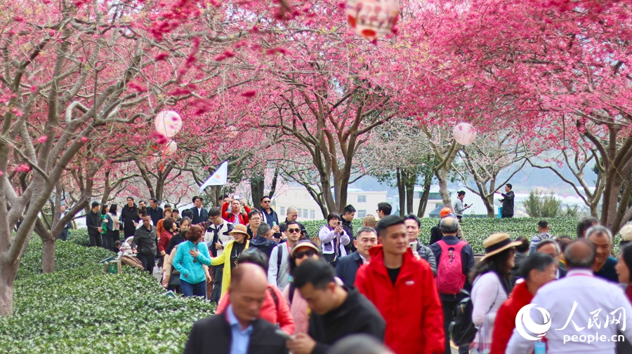 近年來(lái)，櫻花茶園的文化旅游優(yōu)勢(shì)日益凸顯，吸引八方來(lái)客。人民網(wǎng) 李昌乾攝