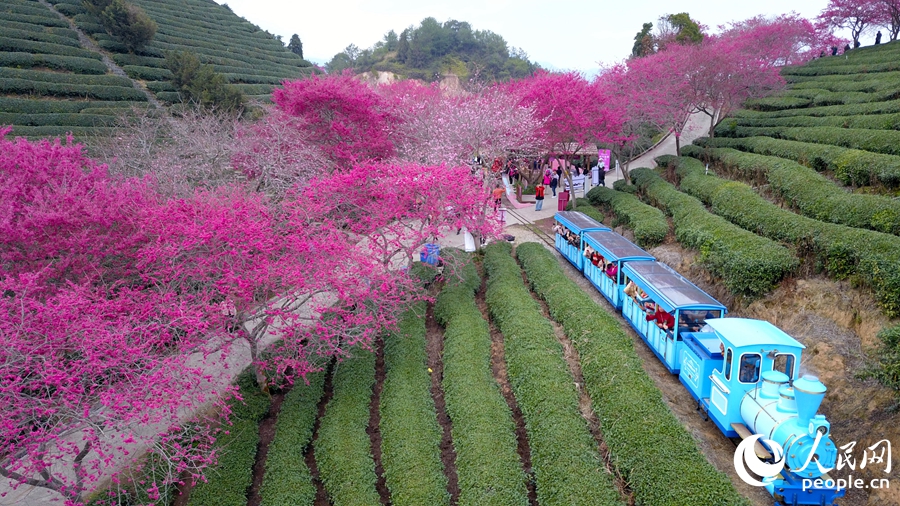 游客乘坐觀光小火車享受春日美景。人民網(wǎng) 李昌乾攝