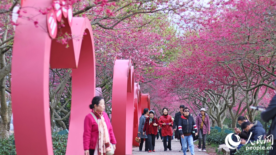 漫步在粉色花海中的游客們，共賞“醉”美春光。人民網(wǎng) 李昌乾攝
