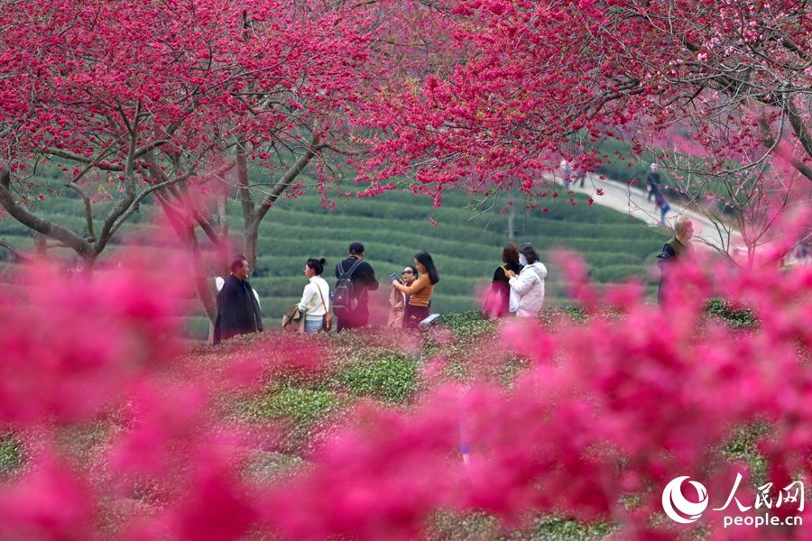 如詩(shī)如畫(huà)的春日美景令人陶醉。人民網(wǎng) 李昌乾攝