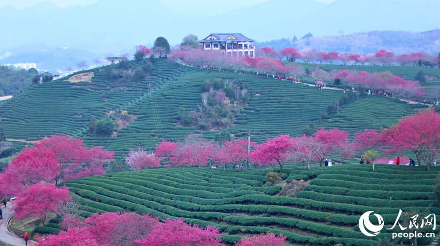 紅粉相間的櫻花擁抱翠綠茶山，共繪春日盛景。人民網(wǎng) 李昌乾攝