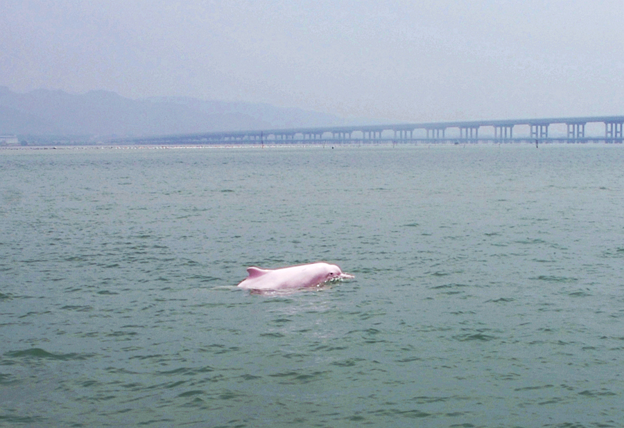 中華白海豚在福建云霄漳江口暢游。方維攝