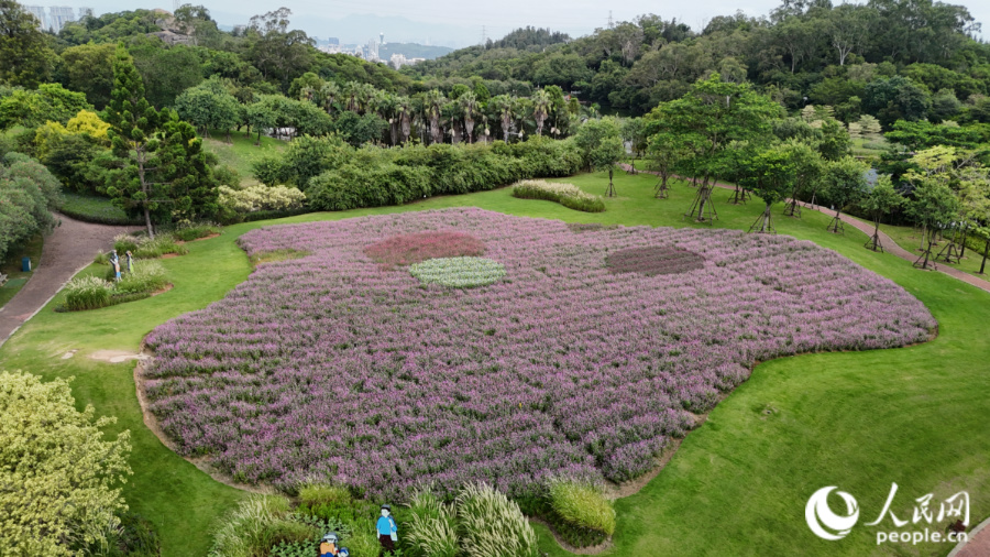 廈門(mén)市園林植物園獅山園花海（資料圖）。人民網(wǎng)記者 陳博攝