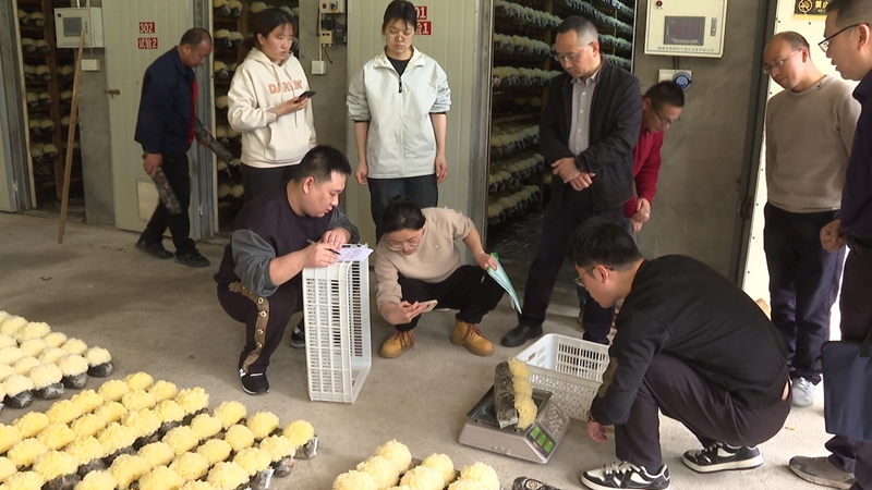 專家現(xiàn)場察看古田銀耳新品種“HT108”