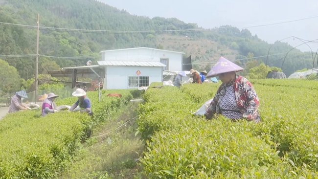 茶農(nóng)采茶