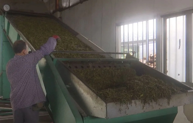 新鮮的茶葉被送入加工廠，經(jīng)過各道工序，制成優(yōu)質(zhì)的茶葉供應市場