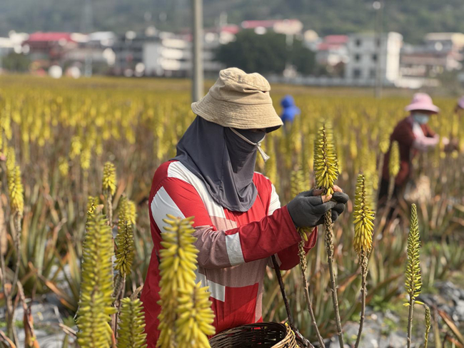 蘆薈種植基地。農(nóng)行莆田荔城支行供圖