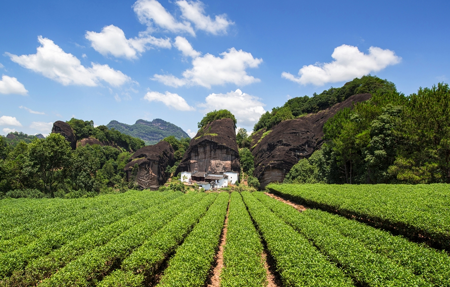 馬頭巖茶園