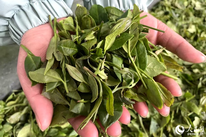 制作正山小種所用的茶青。人民網(wǎng)記者 林盈攝