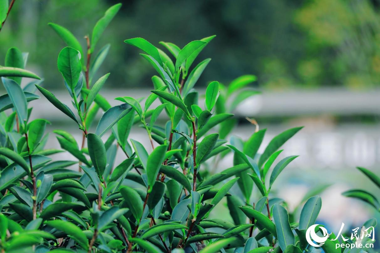 武夷山市星村鎮(zhèn)燕子窠生態(tài)茶園內(nèi)，茶芽擠滿茶樹梢頭。人民網(wǎng) 李唯一攝