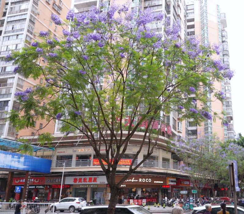 福州臺江區(qū)街頭藍(lán)花楹盛放